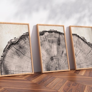 Puede incluir: Tres impresiones enmarcadas que muestran una imagen en escala de grises de una sección transversal de un árbol. Se ven los detalles de la veta de la madera y la corteza. Los marcos son de color marrón claro y el fondo es beige neutro. Las impresiones están apoyadas contra una pared blanca sobre un suelo de madera.