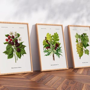 May include: Three framed botanical prints with detailed plant illustrations. The first shows blackberries with white flowers, the second oak leaves, and the third green grapes. Each print is in a light wood frame, leaning against a white wall.