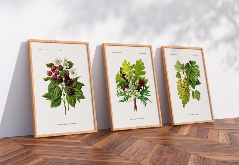 May include: Three framed botanical prints with detailed plant illustrations. The first shows blackberries with white flowers, the second oak leaves, and the third green grapes. Each print is in a light wood frame, leaning against a white wall.