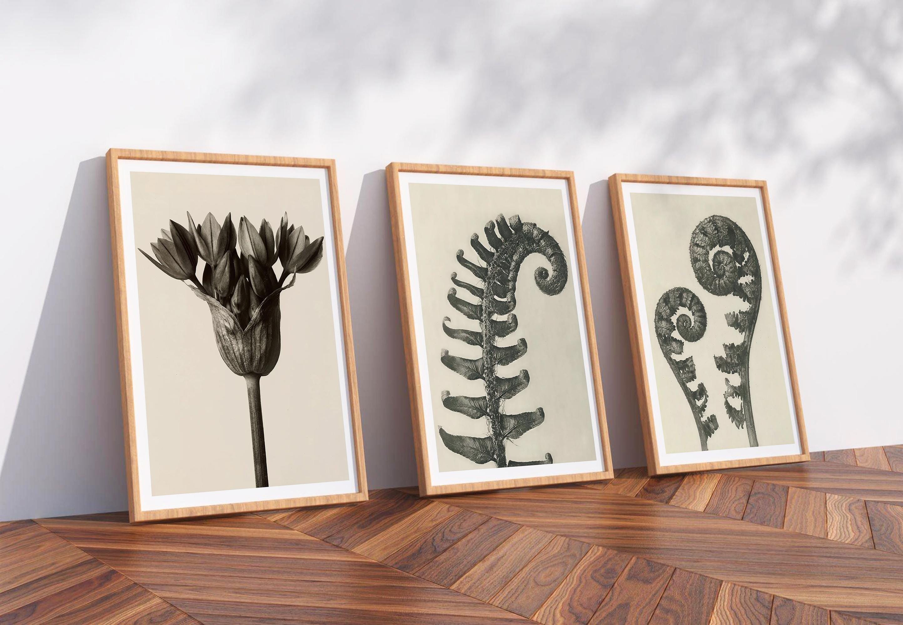Karl blossfeldt - Etsy 日本