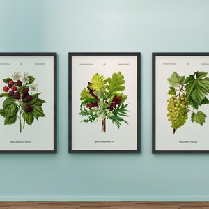 May include: Three framed botanical prints hang on a light blue wall. The prints feature detailed illustrations of plants: raspberries, oak leaves, and grapes. Each print is in a black frame, creating a cohesive set for home decor.