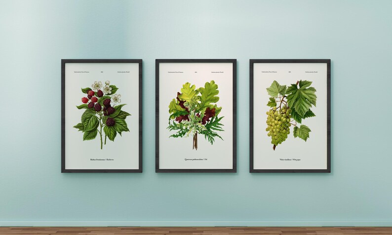 May include: Three framed botanical prints hang on a light blue wall. The prints feature detailed illustrations of plants: raspberries, oak leaves, and grapes. Each print is in a black frame, creating a cohesive set for home decor.