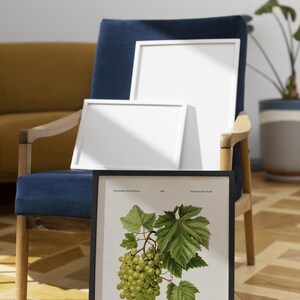 May include: A framed botanical print of white grapes, with green leaves and a cluster of green grapes. The print is in a black frame, leaning against a blue armchair. Two white framed canvases are behind the print.