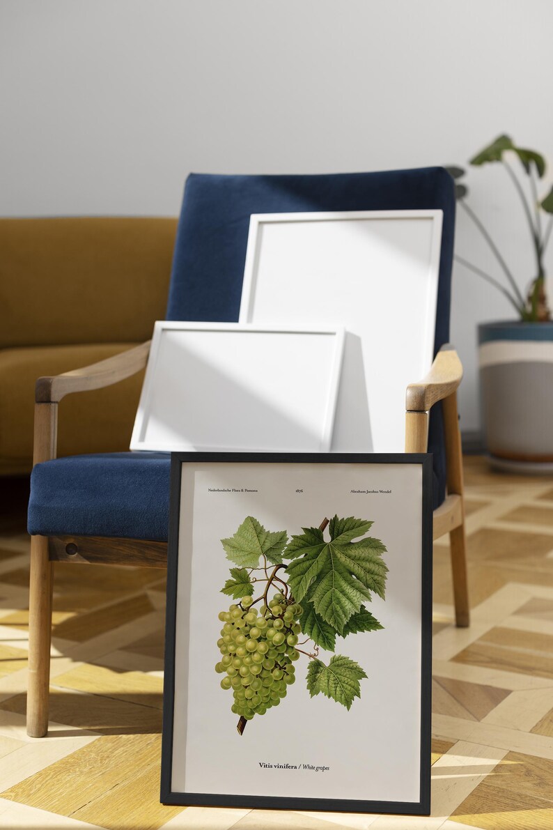May include: A framed botanical print of white grapes, with green leaves and a cluster of green grapes. The print is in a black frame, leaning against a blue armchair. Two white framed canvases are behind the print.