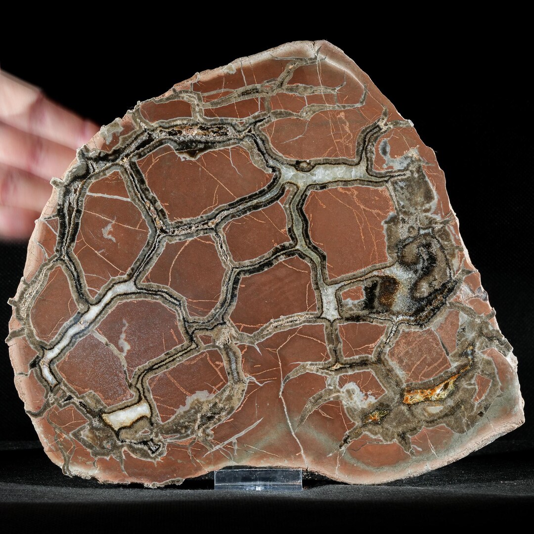 Polished Septaria Half - Nowy Kościół, Poland | 3.68 Kg Large ...