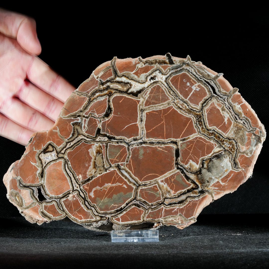 Polished Septaria Half (23 Cm, 1.7 Kg) From Nowy Kościół, Poland ...