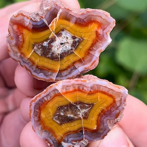 May include: Two halves of a polished agate stone, showcasing concentric bands of color. The stone's core features a central, textured area surrounded by layers of brown, yellow, orange, and white. The outer edges are a mix of purple and brown.