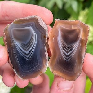 May include: Two polished agate stone slices, each displaying concentric bands of brown, gray, and white. The natural edges of the stones are rough, contrasting with the smooth, polished interior. The stones are held in a person's hands against a blurred green background.