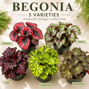 May include: A collection of five potted Begonia plants with colorful foliage. The text reads BEGONIA 5 VARIETIES Colorful foliage collection, with labels for Red Kiss, Salsa, Etna, Tiger Kitten, and Black Velvet varieties shown in the image.