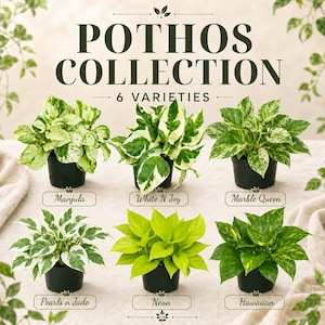 May include: A Pothos collection featuring six varieties of potted plants labeled Manjula, White N Joy, Marble Queen, Pearls n Jade, Neon, and Hawaiian. Each plant is in a black plastic pot, displaying distinct green and white leaf patterns.