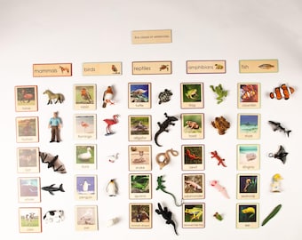 May include: Educational display of animal figurines and cards, categorized by vertebrate classes: mammals, birds, reptiles, amphibians, and fish. Includes a horse, robin, turtle, frog, and clownfish, among others. The text "five classes of vertebrates" is visible.