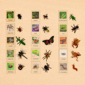 May include: A set of educational wooden cards featuring images of insects and arachnids, each paired with a corresponding plastic model. The collection includes a cicada, beetle, grasshopper, tarantula, bee, ant, mantis, butterfly, scorpion, dragonfly, mosquito, cricket, ladybug, spider, and centipede.