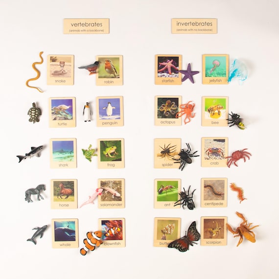 Vertebrates And Invertebrates Display