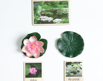 Montessori Pond habitat | Wooden Cards, Animal Figurines, Life Cycles, biomes