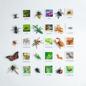 Montessori Insects Matching Set – 15 Figurines with Cards