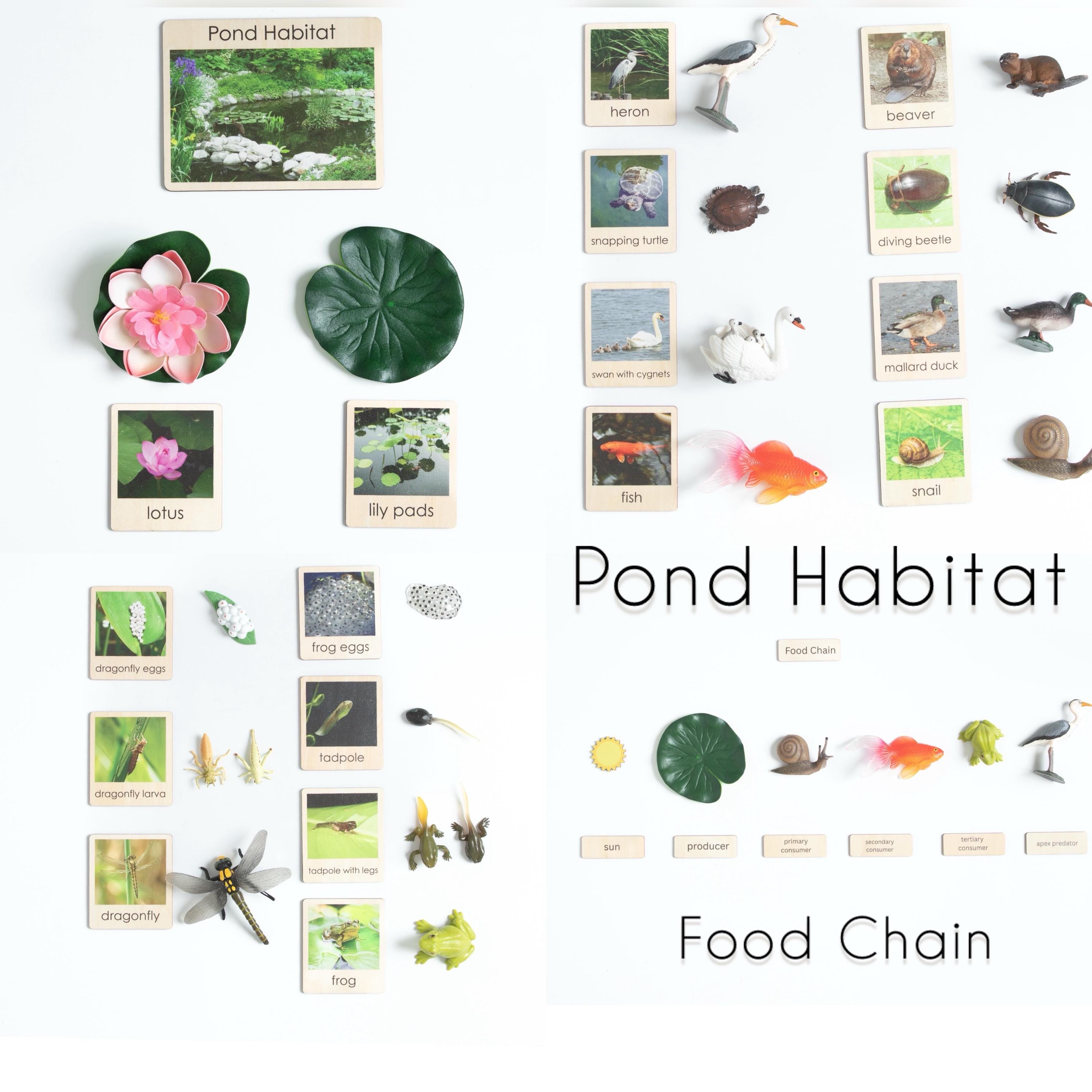 Montessori Pond Habitat | Wooden Cards, Animal Figurines, Life Cycles ...