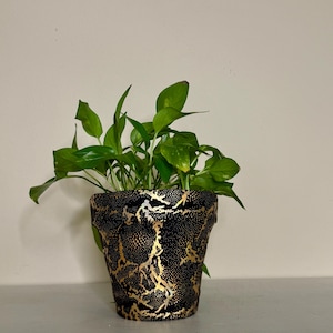 May include: A decorative black and gold plant pot with a textured pattern, filled with vibrant green leafy plants. The pot's design features a gold, snake-like pattern over a black background, adding a touch of elegance to the home decor.