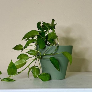 Puede incluir: Una planta verde en maceta con hojas verdes vibrantes. La planta está en una maceta de cerámica verde salvia. Las enredaderas de la planta caen por el costado de la maceta. La maceta está sobre una superficie blanca.