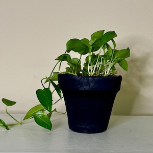 Puede incluir: Una planta en maceta con hojas verdes vibrantes y tallos rastreros. La planta está en una maceta azul oscuro texturizada, sobre un fondo neutro. Las hojas de la planta son de color verde brillante.