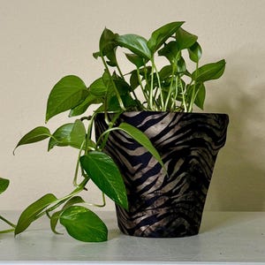May include: A potted plant with vibrant green leaves. The plant is in a black and gold zebra-striped pot. The pot sits on a white surface against a neutral background. The plant's vines extend beyond the pot.