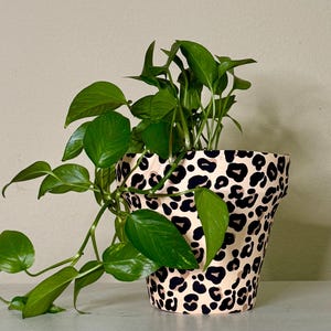 Puede incluir: Una planta en maceta con hojas verdes vibrantes se desborda de una maceta decorativa. La maceta presenta un fondo color crema con un estampado de leopardo negro. La planta se encuentra sobre un fondo neutro.