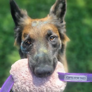 Giocattolo da tiro soffice per cani - Cuscino da addestramento resistente con manici antiscivolo / Rosa (morbido) e Nero (riccio) / Gioco quotidiano o addestramento IGP immagine 7