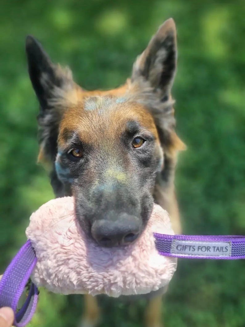 Giocattolo da tiro soffice per cani - Cuscino da addestramento resistente con manici antiscivolo / Rosa (morbido) e Nero (riccio) / Gioco quotidiano o addestramento IGP immagine 7