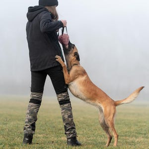 Pu&ograve; includere: Un cane pastore belga malinois color tan salta per afferrare un giocattolo rosa tenuto da una persona con una giacca nera, un berretto e pantaloni mimetici. Il cane &egrave; in un campo erboso in una giornata nebbiosa.