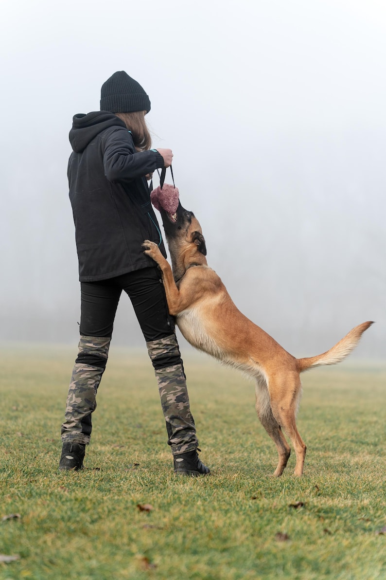 Pu&ograve; includere: Un cane pastore belga malinois color tan salta per afferrare un giocattolo rosa tenuto da una persona con una giacca nera, un berretto e pantaloni mimetici. Il cane &egrave; in un campo erboso in una giornata nebbiosa.