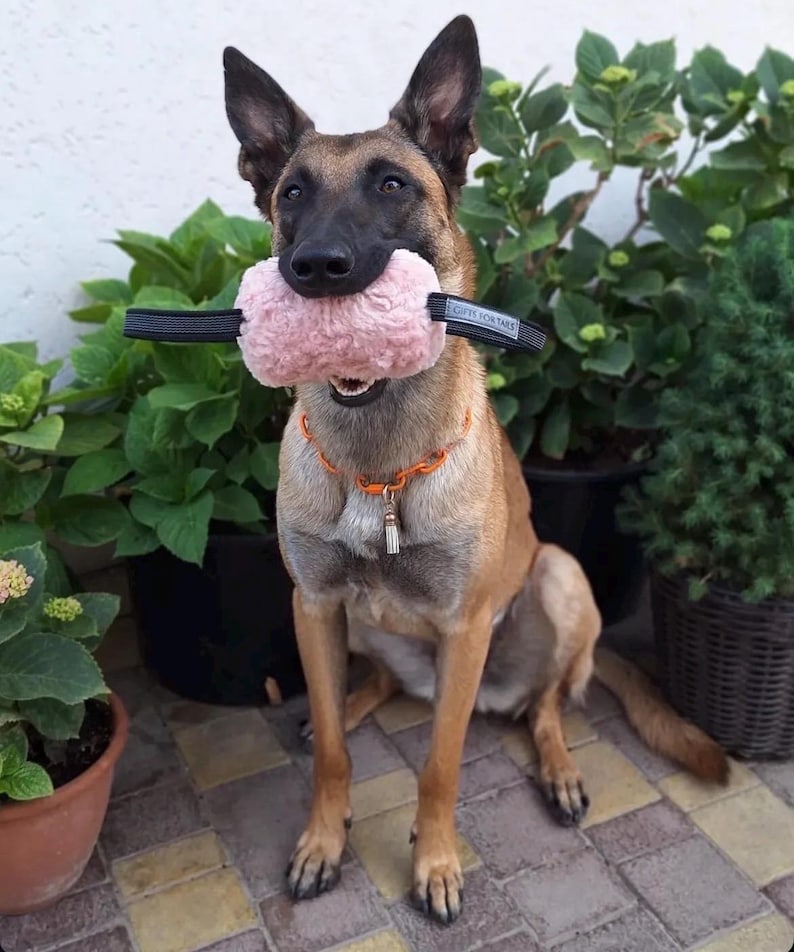 Giocattolo da tiro soffice per cani - Cuscino da addestramento resistente con manici antiscivolo / Rosa (morbido) e Nero (riccio) / Gioco quotidiano o addestramento IGP immagine 8