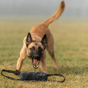 Pu&ograve; includere: Un cane pastore belga Malinois marrone e nero con la bocca aperta, che sembra abbaiare o ringhiare, &egrave; concentrato su un giocattolo per cani nero e grigio. Il cane &egrave; in un campo erboso, con uno sfondo sfocato.