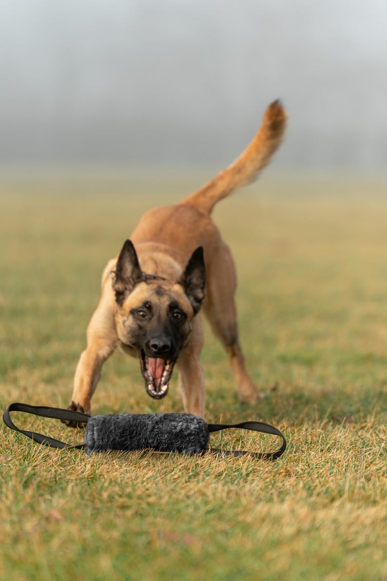 Pu&ograve; includere: Un cane pastore belga Malinois marrone e nero con la bocca aperta, che sembra abbaiare o ringhiare, &egrave; concentrato su un giocattolo per cani nero e grigio. Il cane &egrave; in un campo erboso, con uno sfondo sfocato.
