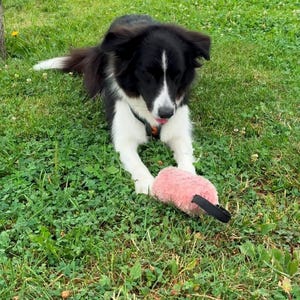 Giocattolo da tiro soffice per cani - Cuscino da addestramento resistente con manici antiscivolo / Rosa (morbido) e Nero (riccio) / Gioco quotidiano o addestramento IGP immagine 10