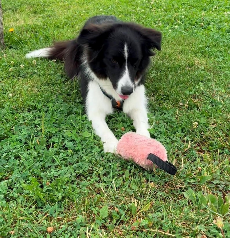 Giocattolo da tiro soffice per cani - Cuscino da addestramento resistente con manici antiscivolo / Rosa (morbido) e Nero (riccio) / Gioco quotidiano o addestramento IGP immagine 10