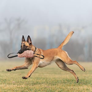 Pu&ograve; includere: Un cane pastore belga malinois marrone e nero corre su un campo erboso, tenendo in bocca un giocattolo da addestramento rosa e nero. Lo sfondo &egrave; sfocato, con una giornata nuvolosa.