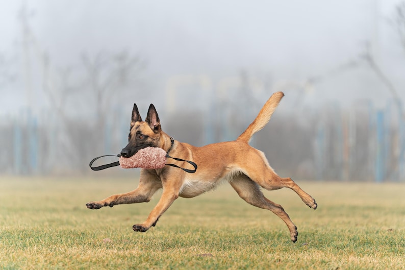 Pu&ograve; includere: Un cane pastore belga malinois marrone e nero corre su un campo erboso, tenendo in bocca un giocattolo da addestramento rosa e nero. Lo sfondo &egrave; sfocato, con una giornata nuvolosa.