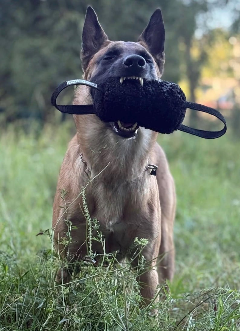 Giocattolo da tiro soffice per cani - Cuscino da addestramento resistente con manici antiscivolo / Rosa (morbido) e Nero (riccio) / Gioco quotidiano o addestramento IGP immagine 9