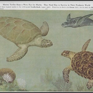 May include: An illustration of marine turtles, including a large green sea turtle, a smaller dark turtle, and a turtle with a patterned shell. The text reads "Marine Turtles Keep a Wary Eye for Sharks. They Need Size to Survive in Their Predatory World."