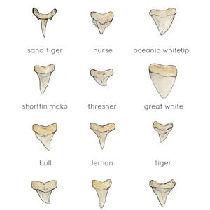 May include: Watercolor illustration of various shark teeth, labeled with their species names. The text "SHARK TEETH" is at the top. Includes teeth from sand tiger, nurse, oceanic whitetip, shortfin mako, thresher, great white, bull, lemon, tiger, hammerhead, blue, and blacktip reef sharks.