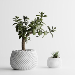 May include: Two potted succulents against a white background. The larger plant has a thick brown trunk and green leaves. The smaller plant is a succulent with spiky leaves. Both plants are in white, textured pots.