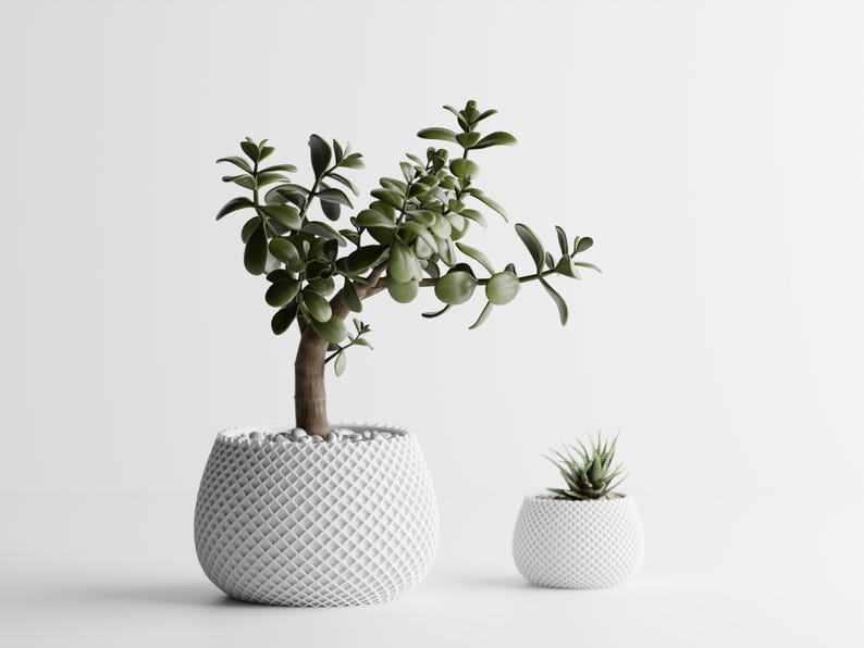 May include: Two potted succulents against a white background. The larger plant has a thick brown trunk and green leaves. The smaller plant is a succulent with spiky leaves. Both plants are in white, textured pots.