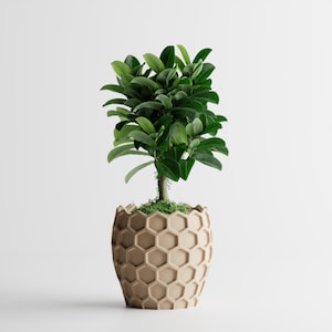 Può includere: Una piccola pianta verde e frondosa in un vaso beige a motivo a nido d'ape. La pianta ha un tronco sottile e foglie verdi vibranti. Il vaso è di colore beige chiaro e ha un design esagonale unico. La pianta è centrata su uno sfondo bianco.