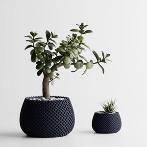 May include: Two dark blue, lattice-patterned planters, one large and one small, each containing a plant. The larger planter holds a jade plant with green leaves and a brown trunk. The smaller planter has a succulent.