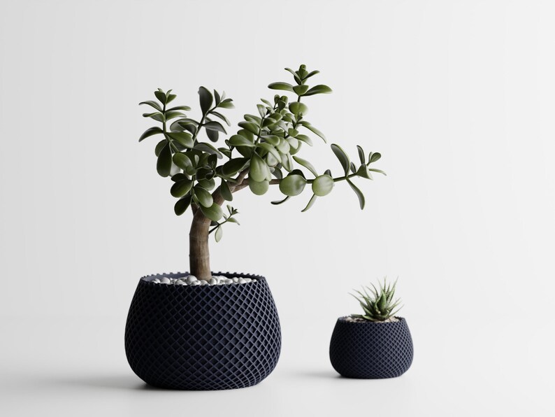 May include: Two dark blue, lattice-patterned planters, one large and one small, each containing a plant. The larger planter holds a jade plant with green leaves and a brown trunk. The smaller planter has a succulent.