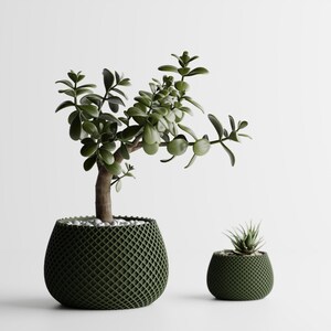 May include: Two green potted plants. The larger plant has a thick brown trunk and many green leaves. The smaller plant is a succulent. Both plants are in dark green, lattice-patterned pots, set against a white background.