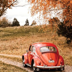 May include: A bright red vintage Volkswagen Beetle car viewed from the rear, featuring a chrome bumper, round taillights, and a license plate reading OCT OBR. The vehicle is positioned on a gravel path surrounded by autumn trees and dry grass.