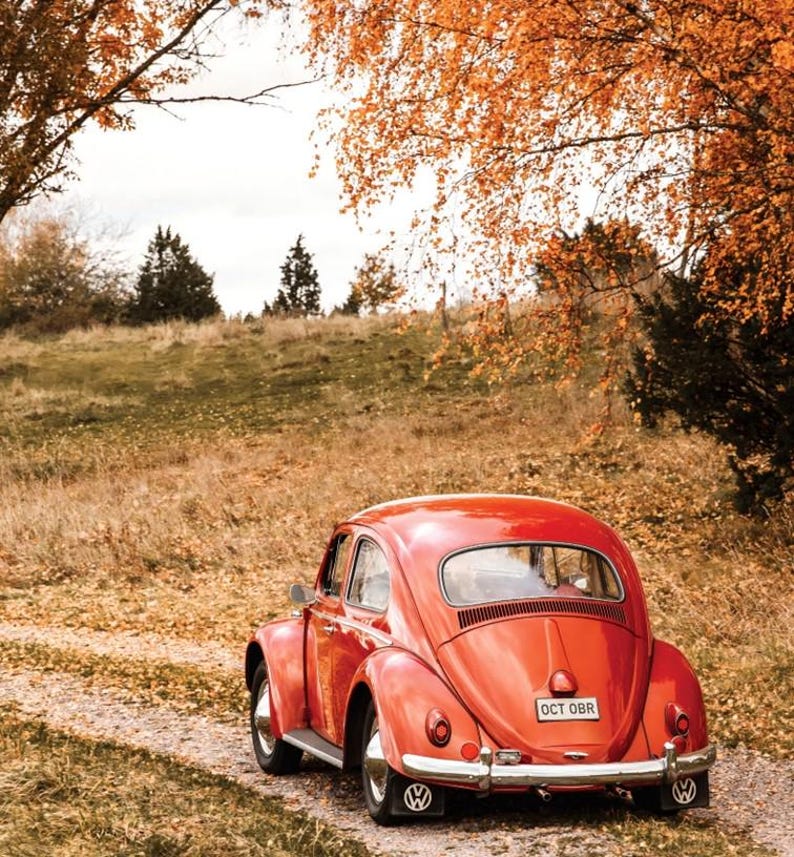 May include: A bright red vintage Volkswagen Beetle car viewed from the rear, featuring a chrome bumper, round taillights, and a license plate reading OCT OBR. The vehicle is positioned on a gravel path surrounded by autumn trees and dry grass.