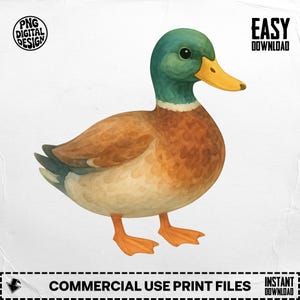 Mallard Duck Png, Duck Clipart, Bird Png, Bird Clipart, Ducks Png, Ducks Clipart, Watercolor Duck, Watercolor Bird, Sublimation Png, Digital