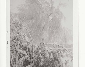 Vintage Winter Landscape Photo | 1961 Blizzard Bending Trees