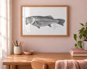 Custom Drawing of Your Fish: One-of-a-Kind Graphite Illustration by Lindsay Tupta